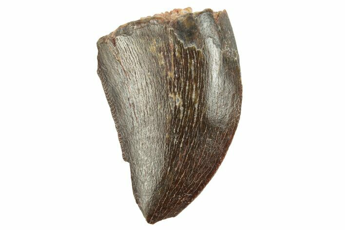 Serrated, Juvenile Carcharodontosaurus Tooth #249430
